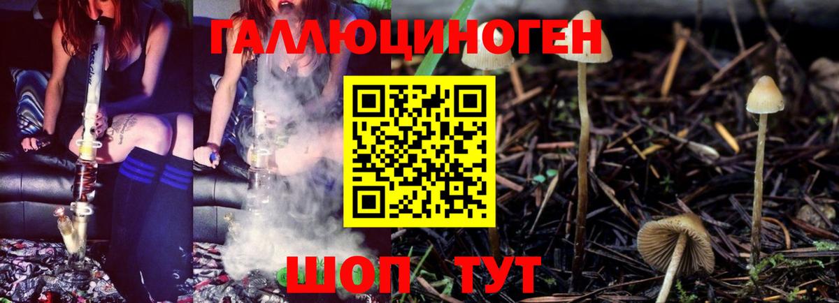 Псилоцибиновые грибы Cubensis Елец